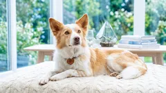 Cuccia o coperta per cani: qual è la scelta migliore per casa e in viaggio